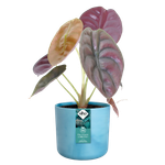 the ocean collection ronde 18cm bleu atlantique